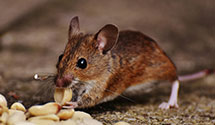 24 Hour & Emergency Exterminators in Coventry Township, OH